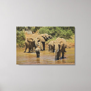 Lienzo Elefantes africanos, Loxodonta Africana, Samburu