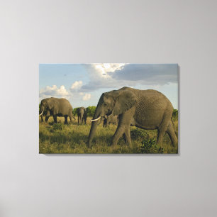 Lienzo Elefantes africanos pastando, Loxodonta africana,