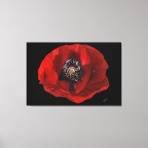 Elegante flor de adormidera roja en fondo negro