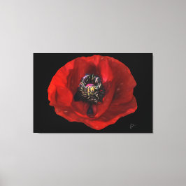 Lienzo Elegante flor de adormidera roja en fondo negro