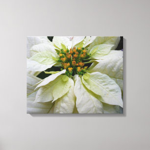 Lienzo Elegante Floral Navideña de Poinsettia Blanca