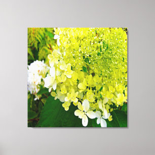 Lienzo Elegante Hortensia Limelight Verde Chartreuse