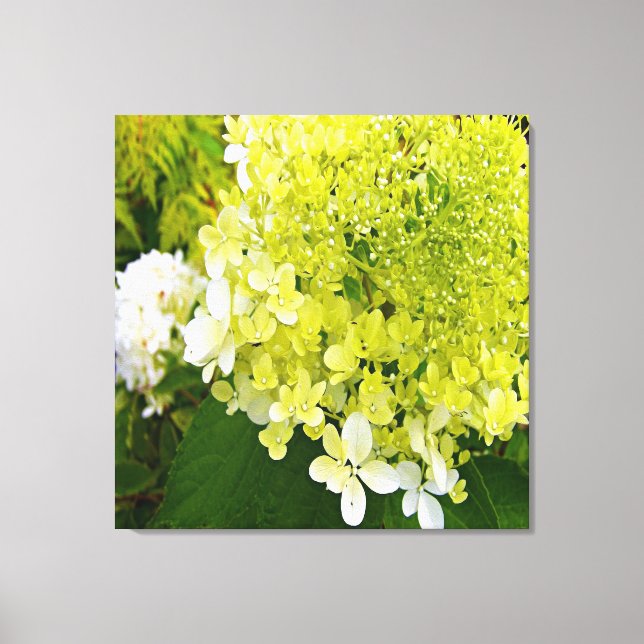 Lienzo Elegante Hortensia Limelight Verde Chartreuse (Anverso)