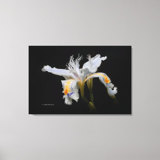Lienzo Elegante miniatura japonesa con iris en negro (Anverso)