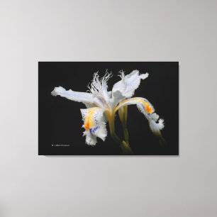 Lienzo Elegante miniatura japonesa con iris en negro