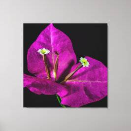 Lienzo Elegante Purple Bougainvillea
