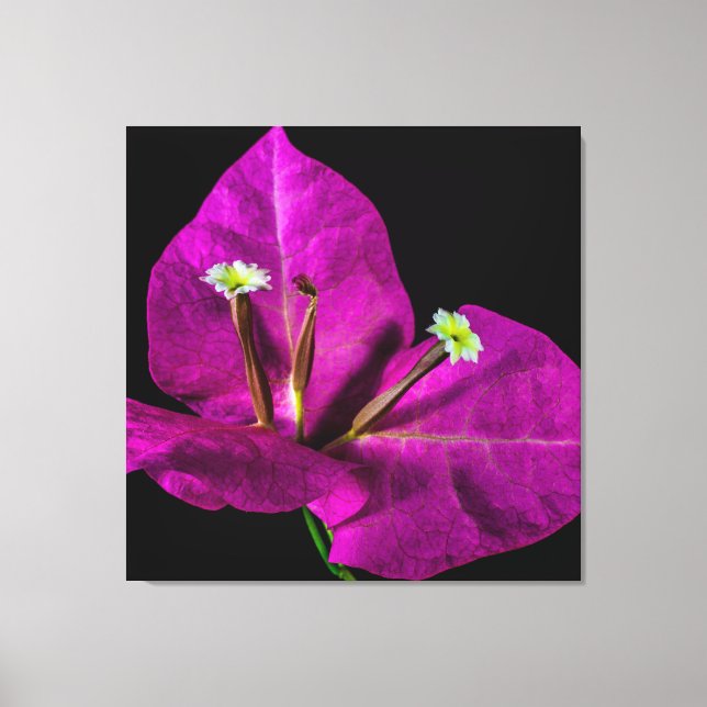 Lienzo Elegante Purple Bougainvillea (Anverso)