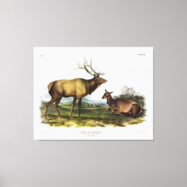 Lienzo Elk americano, o ciervo Wapiti, por Audubon (Anverso)