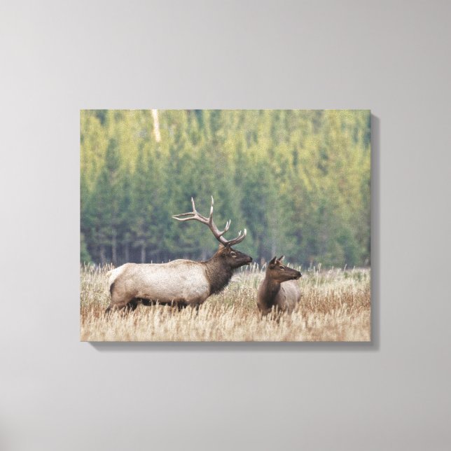 Lienzo Elk de toro en Meadow | Parque nacional Yellowston (Anverso)