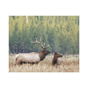 Lienzo Elk de toro en Meadow   Parque nacional Yellowston