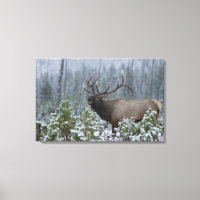 Elk toro en nieve llamando, torpe, Yellowstone