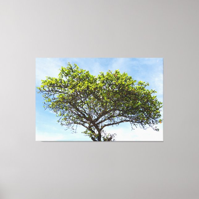 Lienzo Emerald Canopy: The Coastal Almond Tree (Anverso)