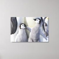 Emperador Penguin Chick