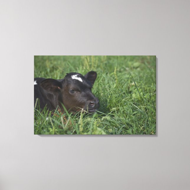 Lienzo En el zodiaco chino, 2009 es un año de buey. (Anverso)