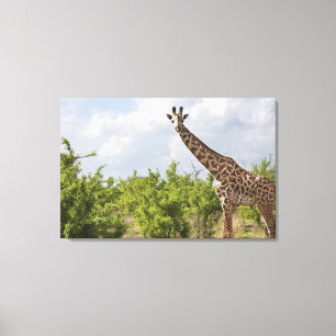 Lienzo En safari en Tanzania, África. 2