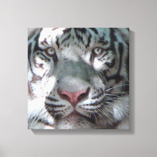 Lienzo Encuentro blanco del tigre