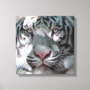 Lienzo Encuentro con Tigre Blanco