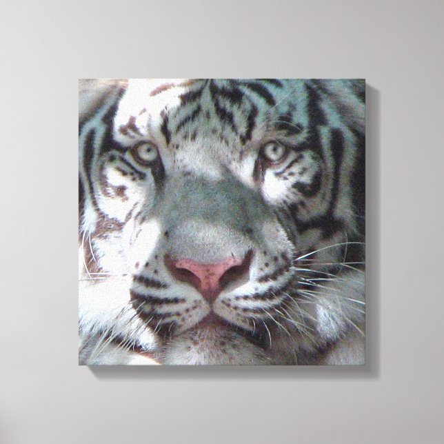 Lienzo Encuentro con Tigre Blanco (Anverso)