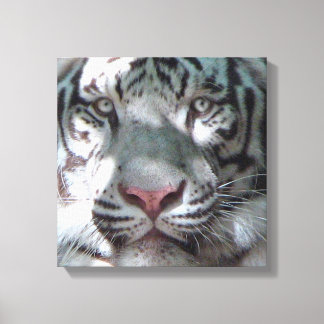 Lienzo Encuentro de tigres blancos