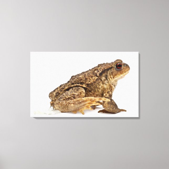 Lienzo Enorme de sapo común o sapo europeo (búho bufo) (Anverso)