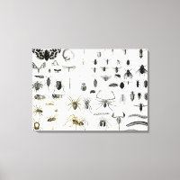 Entomología, Myriapoda y Arachnida