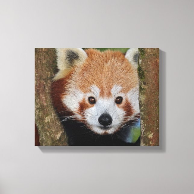 Lienzo envolto de retrato de panda (Anverso)
