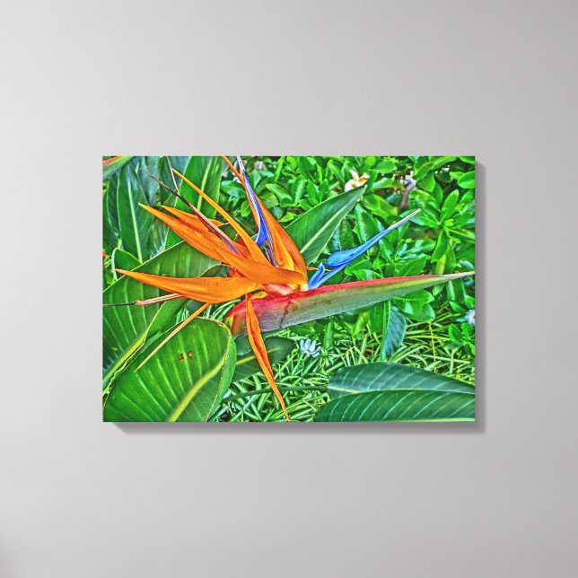 Lienzo Envoltura de lona de Bird Paradise Hawaii (Anverso)