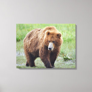 Lienzo envuelto 24x18 de oso pardo