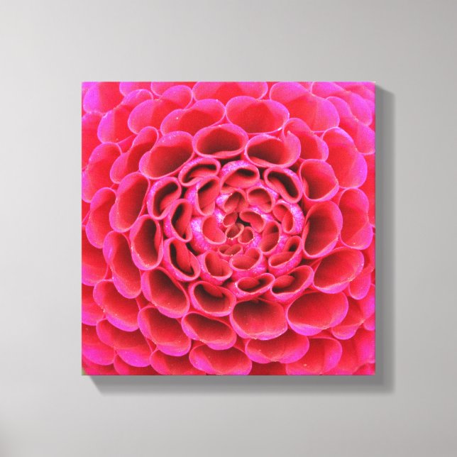 Lienzo envuelto de 12" x 12" - Flor rosa caliente (Anverso)