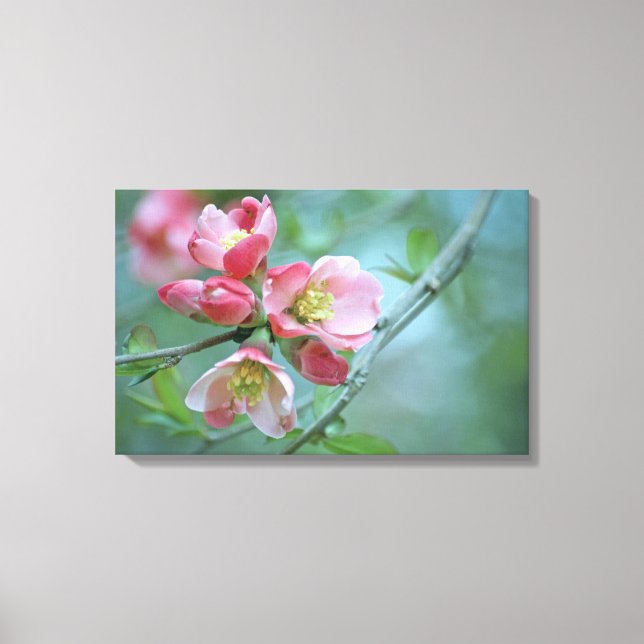Lienzo envuelto de Apple Blossom #P0356 (Anverso)