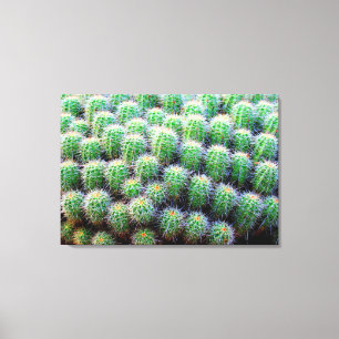 lienzo envuelto de cactus de barril de bebé