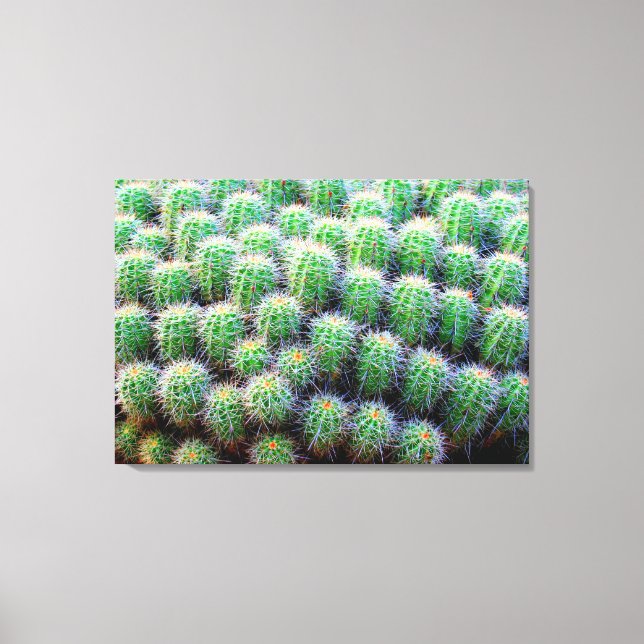 lienzo envuelto de cactus de barril de bebé (Anverso)