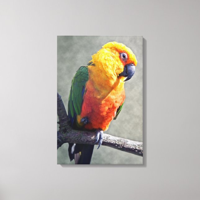 Lienzo Envuelto de Conure Jenday (Anverso)
