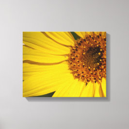 Lienzo envuelto de girasol