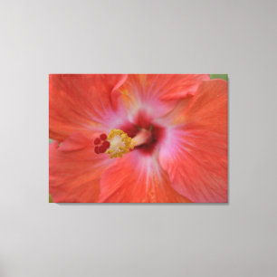 Lienzo Envuelto de Hibisco Naranja