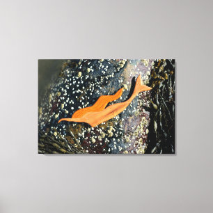 lienzo envuelto de sirena