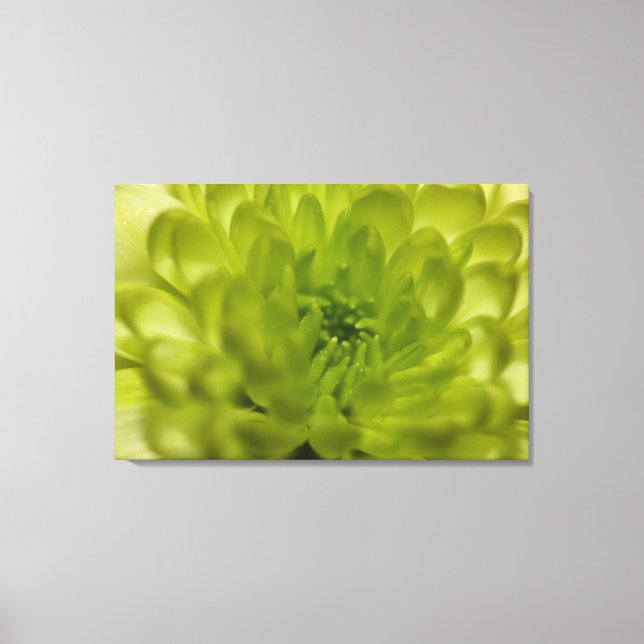 Lienzo Envuelto en Verde Chartreuse Mum (Anverso)