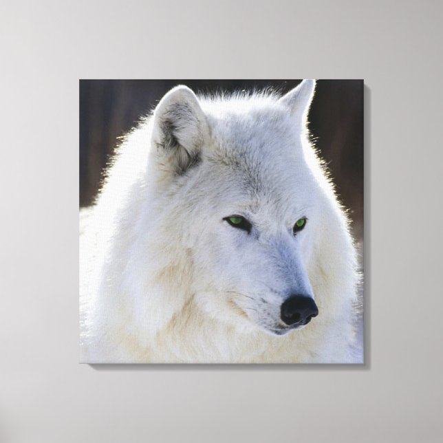 Lienzo envuelto/Lobo blanco de ojos verdes (Anverso)