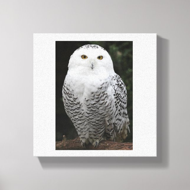 Lienzo envuelto premium (brillante) (Anverso)