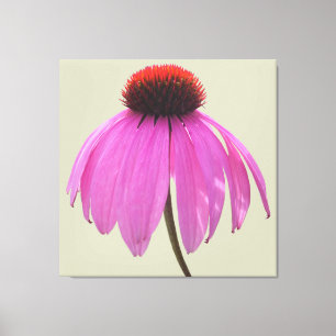 Lienzo - Envuelto - Púrpura Conflor - Echinacea