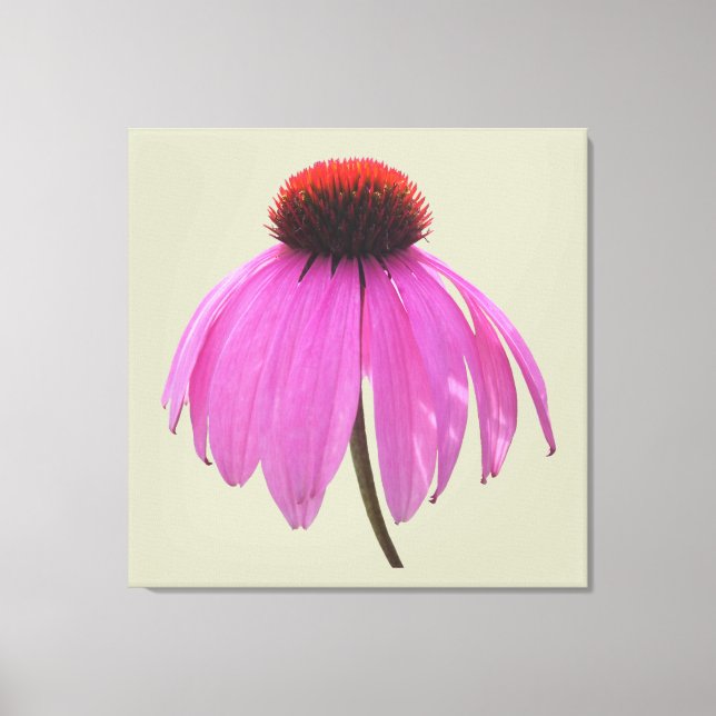 Lienzo - Envuelto - Púrpura Conflor - Echinacea (Anverso)