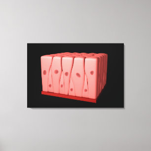 Lienzo Epitelio acolumnado de Pseudostratified