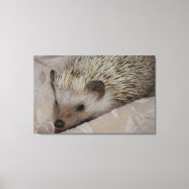 Lienzo Erizo sonriente