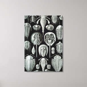 Lienzo Ernst Haeckel Cangrejos de Aspidonia