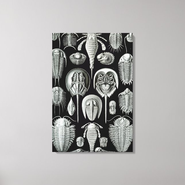 Lienzo Ernst Haeckel Cangrejos de Aspidonia (Anverso)