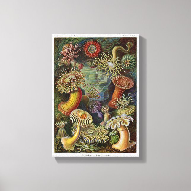 Lienzo Ernst Haeckel Sea Anemones (Anverso)