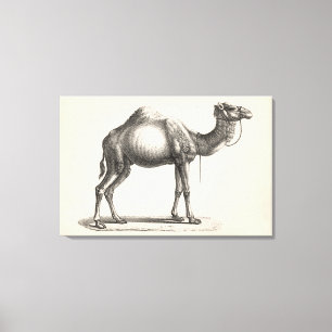 Lienzo Esbozo del camello de Dromedary