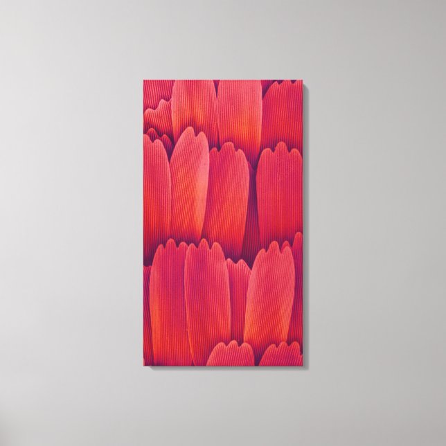 Lienzo Escalas de Wing de mariposa (Anverso)