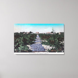 Lienzo Escena del viñedo de las uvas DryingKingsburg, CA