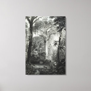 Lienzo Escena en un bosque brasileño grabado cerca